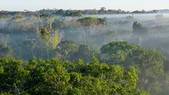 „Komunikují“ lesy mezi sebou? Vědci objevili skrytou síť pod zemí
