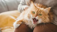 Kočka vám demonstrativně odchází z klína? Důvodem rozhodně není její povaha